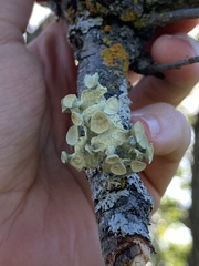 Ramalina sinensis