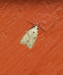 Scythropiodes issikii