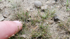 Eleocharis acicularis