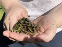 Rana luteiventris