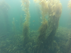 Macrocystis pyrifera