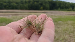 Eleocharis acicularis