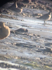 Arenaria melanocephala