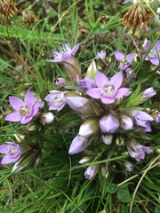 Gentianella ramosa