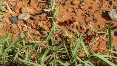 Dasymutilla occidentalis