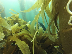 Macrocystis pyrifera