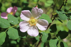 Rosa acicularis