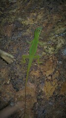 Anolis punctatus