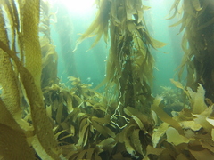 Macrocystis pyrifera