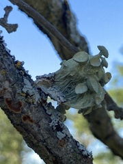 Ramalina sinensis
