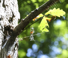 Neoscona domiciliorum