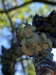 Ramalina sinensis