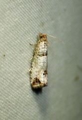 Notocelia culminana