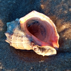 Rapana venosa