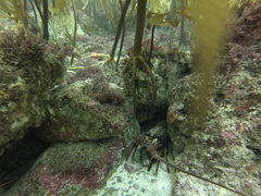 Panulirus interruptus