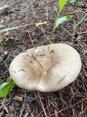 Russula amoenolens