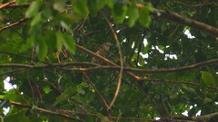 Lipaugus vociferans