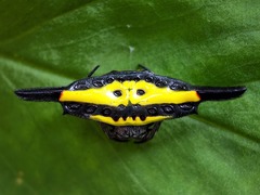 Gasteracantha hecata