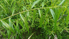 Salix nigra