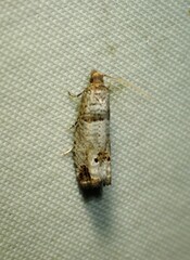 Notocelia culminana