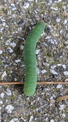 Panopoda