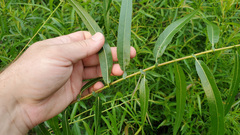 Salix nigra