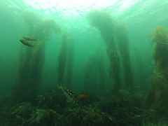 Macrocystis pyrifera