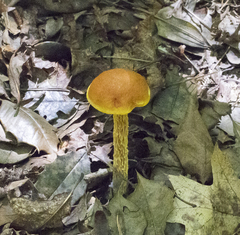 Aureoboletus betula