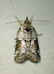 Nycteola