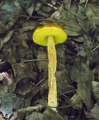 Aureoboletus betula