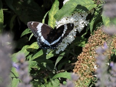 Limenitis arthemis arthemis
