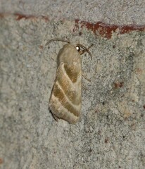 Schinia trifascia