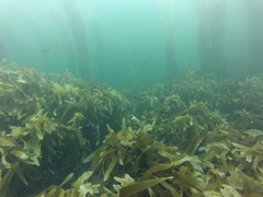 Eisenia arborea