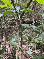 Melicope vitiflora