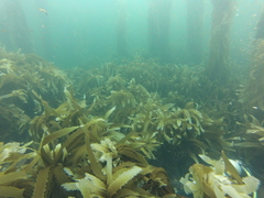 Eisenia arborea