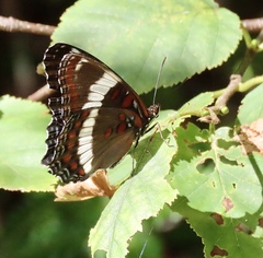 Limenitis arthemis arthemis