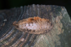 Megalopyge opercularis