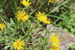 Heterotheca villosa