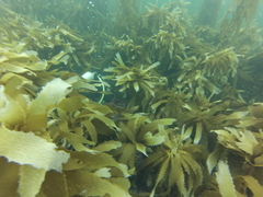 Eisenia arborea