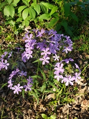 Phlox