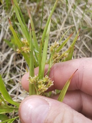 Luzula multiflora