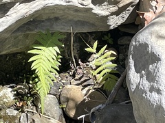 Pelazoneuron puberulum sonorense