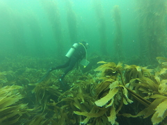 Eisenia arborea