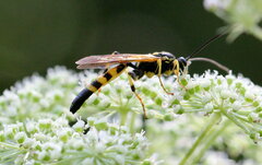 Ichneumon annulatorius