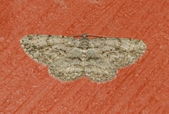 Anavitrinella pampinaria