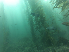 Macrocystis pyrifera