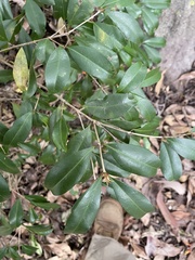Syzygium australe