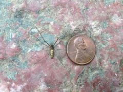 Tetragnatha elongata