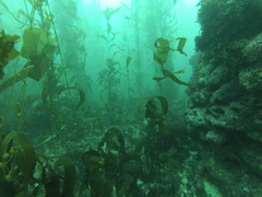 Macrocystis pyrifera