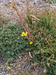 Potentilla glaucophylla
